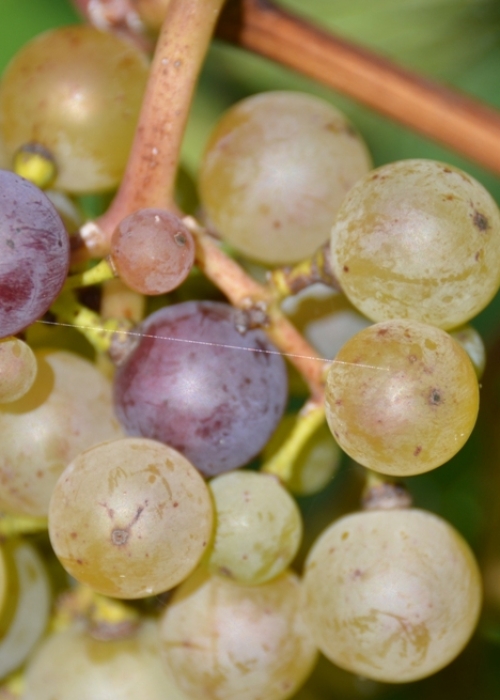 Roter Riesling Mutation ANT 6382